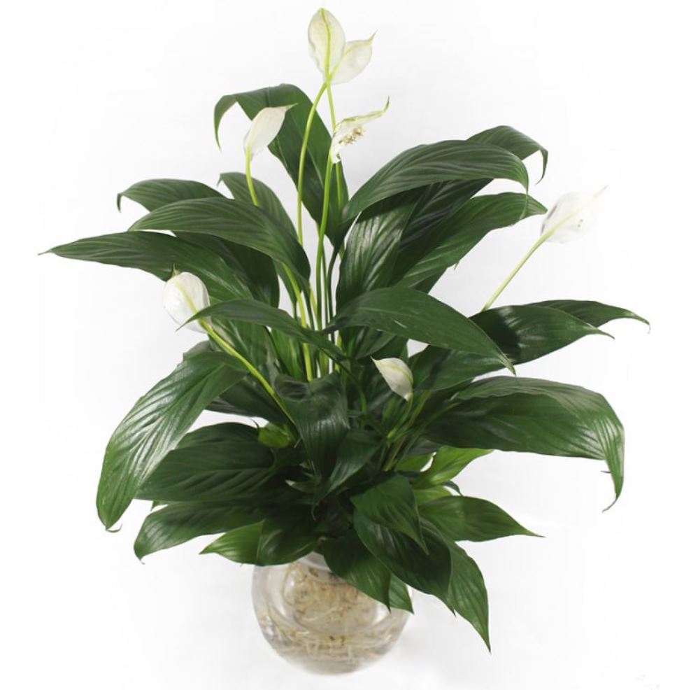 C&acirc;y Lan &Yacute;